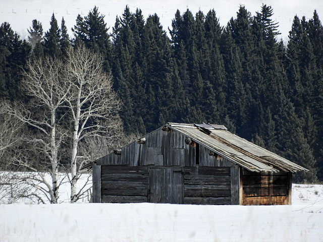 Old barn in spring snow