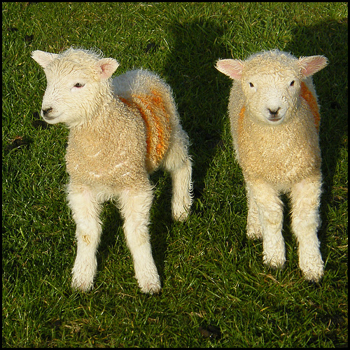 Abbotsbury lambs