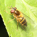 IMG 1494Hoverfly