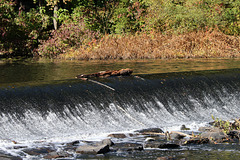 The dam in fall