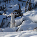 From my archives - Long-tailed Weasel