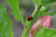 Red and Black Froghopper