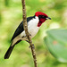 Masked Cardinal / Paroaria nigrogenis, Trinidad, Day 7