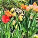 Tulpen in meinem kleinen Garten
