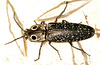 Eastern eyed click beetle A DSC 4741