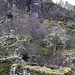 Ruined house by Mossy Hallaig path 1