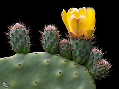 Pictures for Pam, Day 13: Prickly Pear Cactus