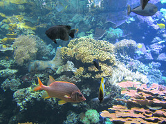 Aquarium II