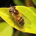 IMG 1507Hoverfly