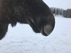 amazing moose nostrils
