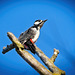 Der Buntspecht (Dendrocopos major) ist hoch empor :))  The great spotted woodpecker (Dendrocopos major) is high up :))  Le Pic épeiche (Dendrocopos major) est en hauteur :))