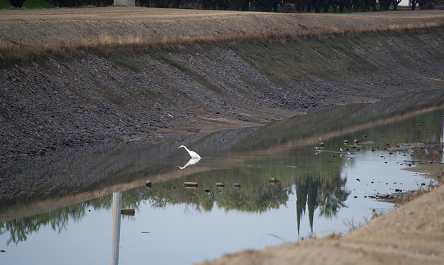 Hickman CA canal  egret (1154)
