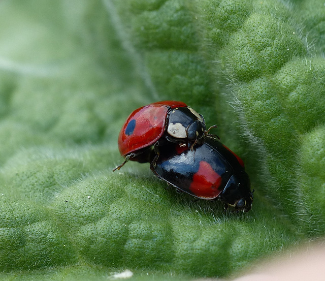 Tiny Ladybirds Tiny Ladybirds