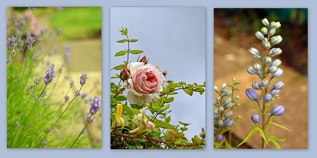 Lavender ~ Rose ~ Delphinium