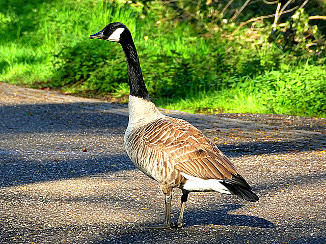 ipernity-middle-of-the-road-by-frans-schols