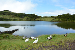 Azores, Lake and Ducks in the Overgrown Lava Fields of the Pico Volcano