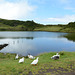 Azores, Lake and Ducks in the Overgrown Lava Fields of the Pico Volcano