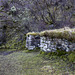 Ruined house by Mossy Hallaig path 5