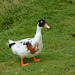Azores, The Island of Pico, Duck on the Pasture