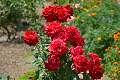Измаил, Красные Розы в саду "Малой Мечети" / Izmail, Red Roses in the garden of the "Small Mosque"