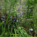Some bluebells growing all over the place