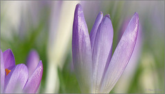 Purple Spring...
