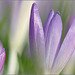 Purple Spring...