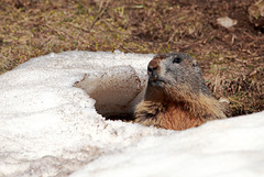 The awakening of the marmot