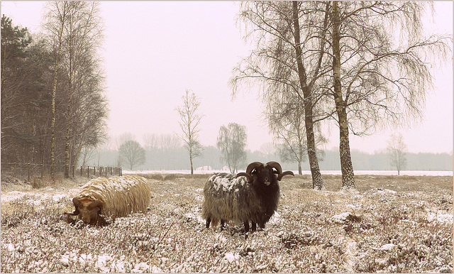 Sheep in Winter cloth...