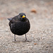Das Amsel Männchen hat sich nach Futter umgeschaut :))  The male blackbird was looking around for food :))  Le merle mâle cherchait de la nourriture autour de lui :))