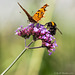 Comma Butterfly and Bee