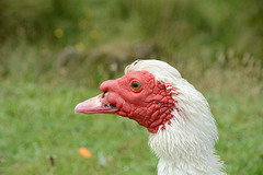 Azores, The Island of Pico, The Muscovy Duck