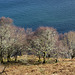 Colourful birches near Rubha na' Leac from Hallaig path