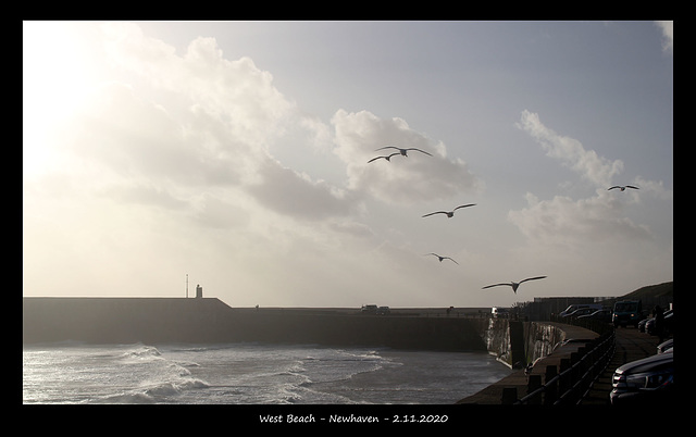 Gulls patrol West Beach - Newhaven - 2 11 2020