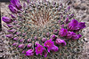 Mammillaria melanocentra subsp. rubrograndis – Desert Botanical Garden, Papago Park, Phoenix, Arizona
