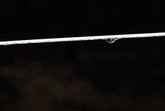 Fence wire with a water drop.