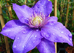 Clematis - also with jewels!