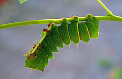 ''remembering  my childhood  as a caterpillar ! '' {please see previous foto !}