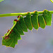 ''remembering  my childhood  as a caterpillar ! '' {please see previous foto !}