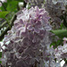 The pale purple lilac is lovely and scented