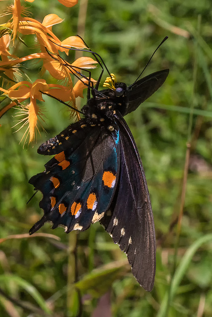 Platanthera ciliaris (Yellow Fringed orchid) and Battus philenor (Pipevine Swallowtail butterfly)