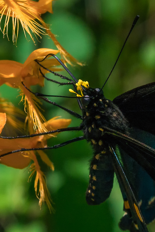 Platanthera ciliaris (Yellow Fringed orchid) and Battus philenor (Pipevine Swallowtail butterfly)