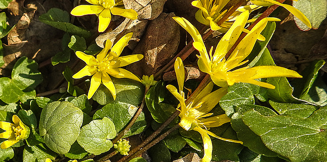 20200326 7008CPw [D~LIP] Scharbockskraut (Ranunculus ficaria), Asenberg, Bad Salzuflen