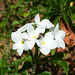 Dominican Republic, Flower of Pinwheel Jasmine