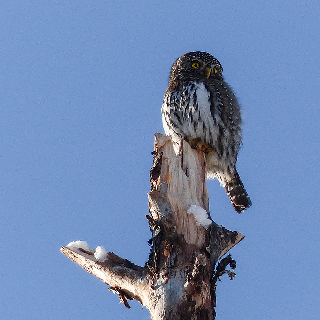 Northern Pygmy-owl from January