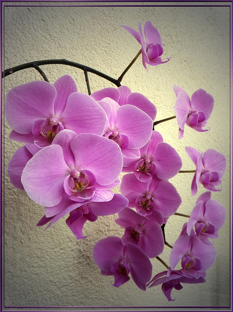 Orchideen. ©UdoSm