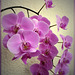 Orchideen. ©UdoSm