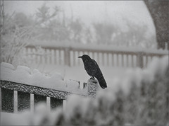 Crow on the fence corner