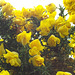 The gorse is poking its head over the fence