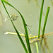 Common Spreadwing m (Lestes sponsa) DSB 1480